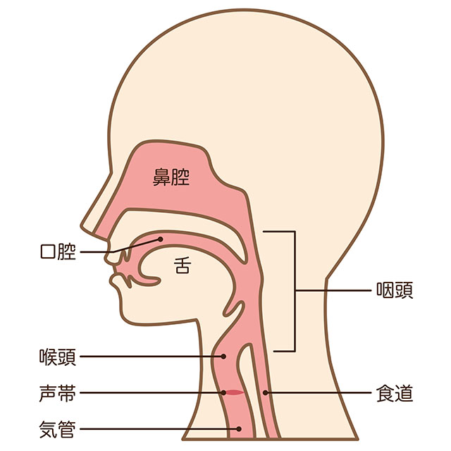 耳鼻咽喉科の一般診療